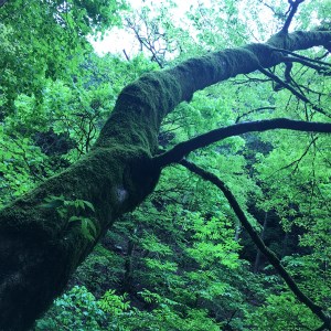 【返礼品なし】多摩川の水源林を歩く登山道整備支援金＜小菅村応援寄附金30,000円＞