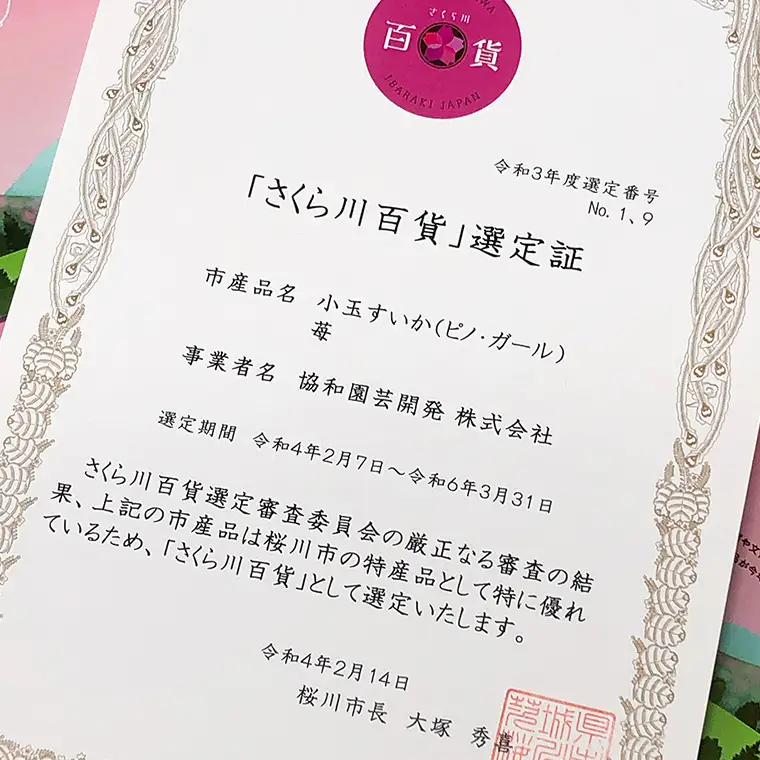 こだまスイカ ピノ・ガール（2玉） 【2026年5月中旬より発送開始】感動必至！ タネが気にならない スイカ 西瓜 小玉スイカ 小玉 果物 くだもの フルーツ 美味しい 茨城 昼めし旅 [BC028sa]