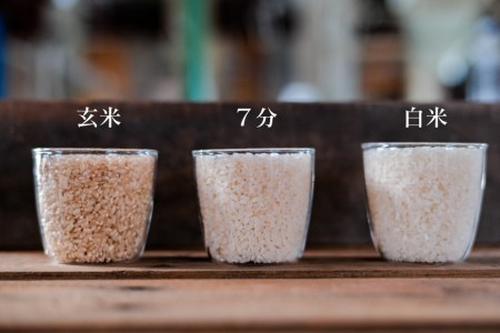 【期間限定発送】 米 定期便 コシヒカリ 白米 10kg 6回 総計 60kg [農家にしの 石川県 宝達志水町 38601174]