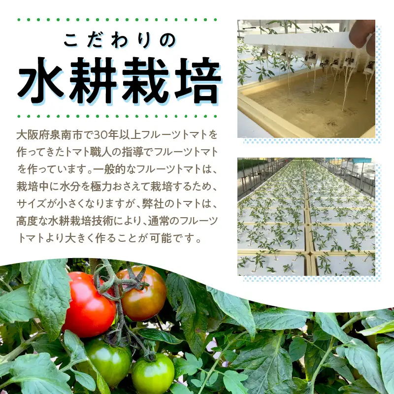 大阪泉州育ち あま味とまと 2kg 野菜 トマト 生鮮 フルーツトマト 夏野菜 食料品 水耕栽培 中玉 ふるさと納税 人気 新鮮【051D-009】