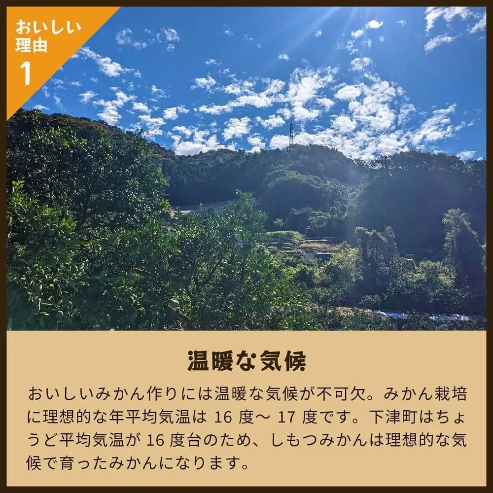 とれたてしもつみかん　5kg家庭用｜和歌山県海南市の下津みかんを産地直送でお届け【2026年11月発送開始】
