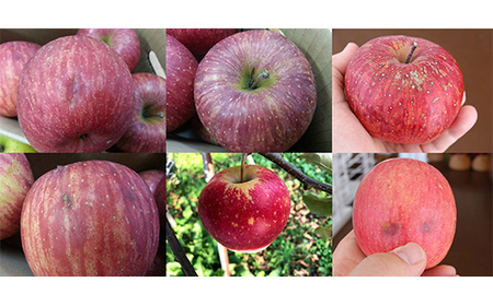 《先行予約 2026年度発送》品種おまかせワケありりんごバラ詰め8kg(実詰め10kg) りんご リンゴ 林檎 デザート フルーツ 果物 くだもの 果実 食品 山形県 FSY-1858