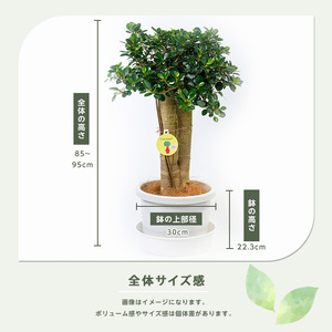 2026年1月中旬～発送【観葉植物】パンダガジュマル85cm～95cm リン鉢 前園植物園 IB002-010 観葉植物 ※北海道・沖縄・離島配送不可