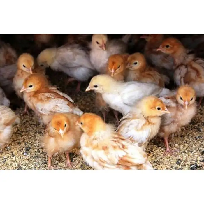 国産飼料にこだわった鶏が産む安全安心の『レモン色たまご』60個（55個＋割れ保証5個）［Hn2］