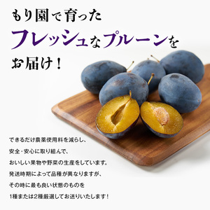 [先行受付] 【9月中旬～10月中旬出荷】 北海道 仁木町産 プルーン 約3kg（500g×6パック）サイズ混合  果物類 フルーツ 果物 詰合せ セット [くだもの直売  もり園]