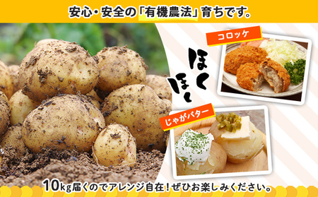 【2026年発送】 北海道産 新じゃが 有機 キタアカリ 10kg オーガニック 旬 きたあかり 北あかり じゃがいも ジャガイモ 芋 いも お取り寄せ 産地直送 野菜 農作物 送料無料 北海道 倶知安町 