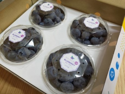 ＼人気の返礼品／ 大粒 生ブルーベリー 400g (100g×4) 完熟 採れたて 旬のフルーツ 果物 国産 愛知県 美浜町 先行予約 期間限定 ※2026年5月上旬～発送予定