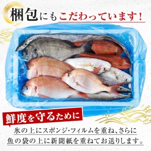 i580 出水の鮮魚おためしBOX(約2～3kg程度・3～6種類) 魚 鮮魚 鹿児島県 出水近海 お寿司 煮付 料理 旬 何が届くかはお楽しみ【出水はやし】