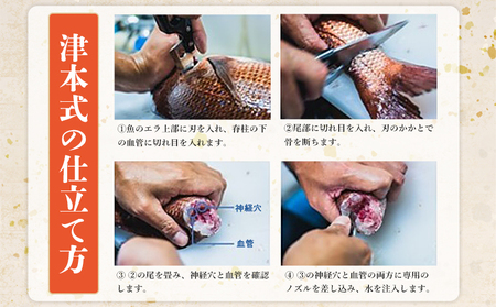 ＜津本式究極の血抜き 白寿真鯛 セミドレス 1尾（約1.5kg）＞ 鯛 タイ たい マダイ まだい 活〆 尾頭付き 養殖 特産品 魚 お祝い 内祝い ギフト 贈答 贈り物 赤坂水産 赤坂竜太郎 愛媛県 西予市【冷蔵】『1か月以内に順次出荷』MAS0001