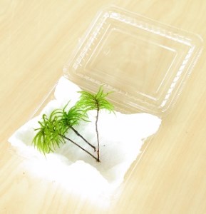 コウヤノマンネングサ [Climacium japonicum] 人工栽培品種 3本 NKK0001