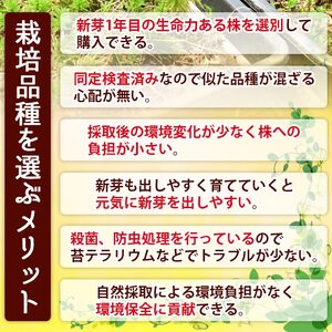 コウヤノマンネングサ [Climacium japonicum] 人工栽培品種 5本 NKK0003