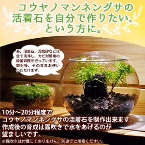 初めてでも簡単！10分で作れる コウヤノマンネングサの岩作成キット ★作り方動画付 NKK0010