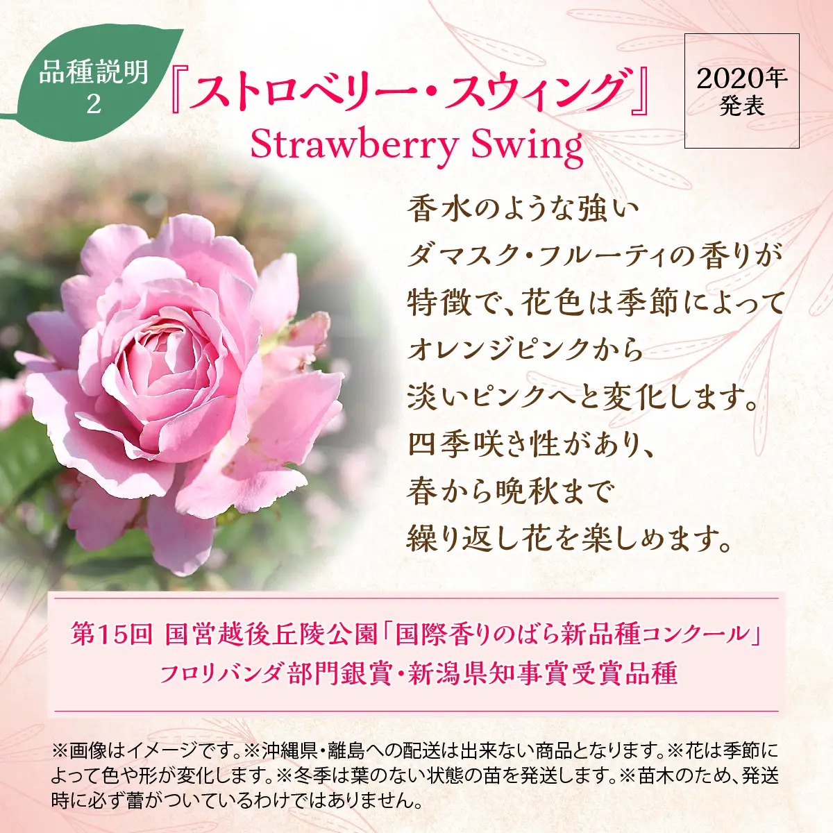 【Apple Roses】バラ苗『ストロベリー・スウィング』大苗6号ポット植え  HNNH013