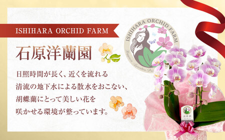 ミディ胡蝶蘭 4寸鉢 2本立 1鉢《品種や色の選択はおまかせ》/ 石原洋蘭園 / 山梨県 中央市