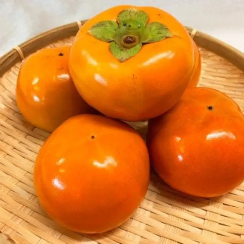 【ご家庭用わけあり】和歌山秋の味覚　富有柿3.5kg  【uot741】