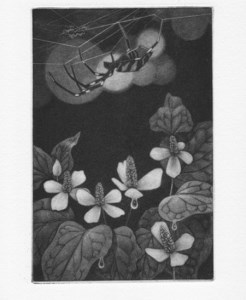 銅版画　～女郎蜘蛛とドクダミ～　（額縁入り）【141】