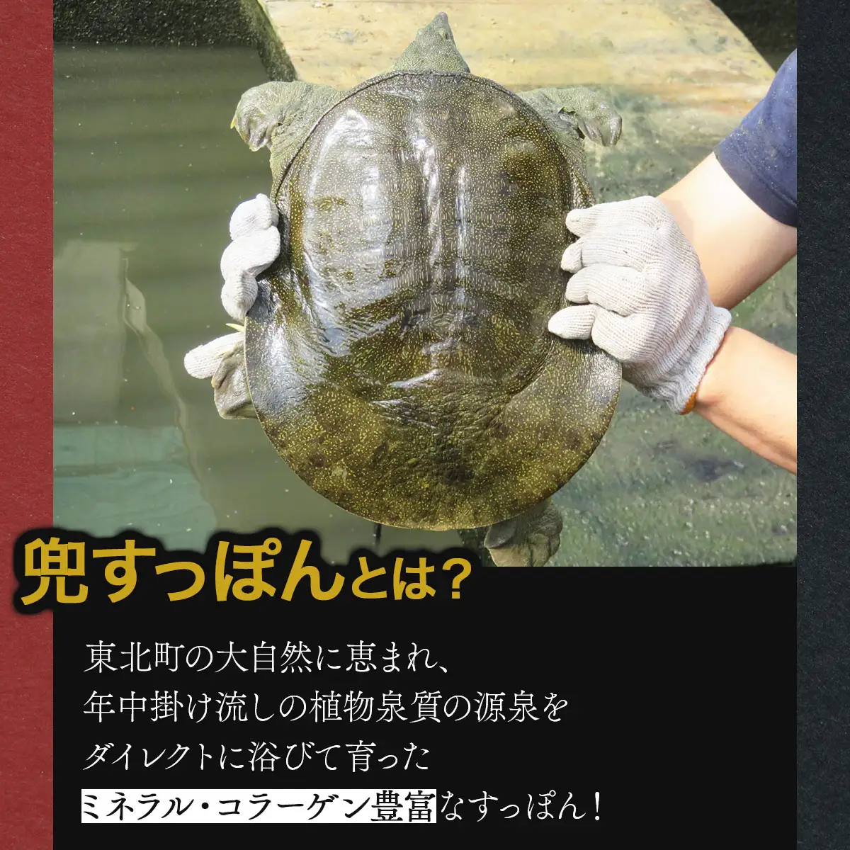 モール温泉「兜すっぽん」鍋　青森シャモロック味セット 【兜すっぽん すっぽん すっぽん鍋 ミネラル コラーゲン 青森シャモロック スープ 青森県 贈り物 贈答 ギフト プレゼント】　【02402-0171】