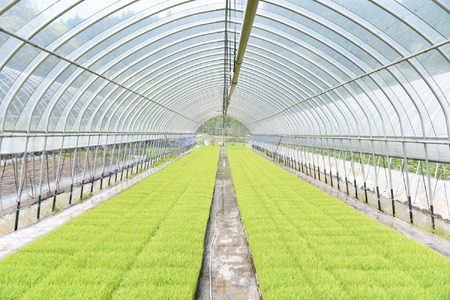 【予約受付】【3ヶ月定期便】令和8年産・新米 瑠璃米 10kg 予約 新米 3ヶ月 定期便 令和8年産 南小国産 米 白米 精米 5kg 2袋 お米 ご飯 産地直送 髙村農園 熊本 阿蘇 南小国町 送料無料