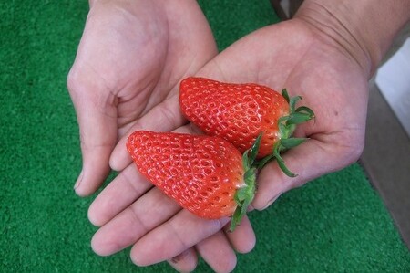 【42002】【先行予約】米村農園「大粒いちごB」 9～15粒程度×1セット 発送は2027年2月以降