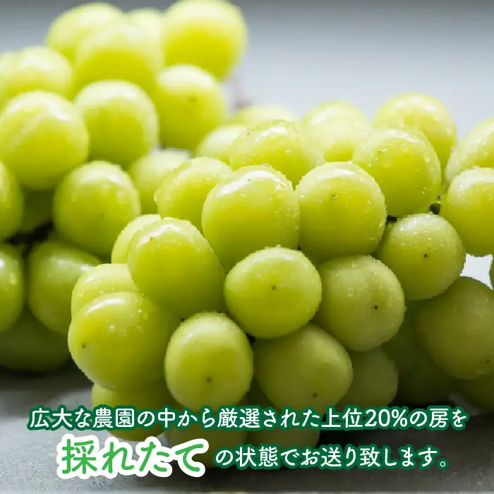 【2026年先行受付】 【農林水産大臣賞受賞!!】 シャインマスカット 2房 1kg以上 ALPAS004 | シャインマスカット