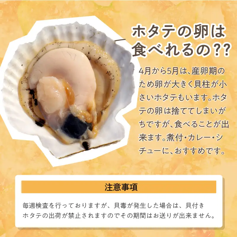 【予約：2026年4月から順次発送】とれたて新鮮！オホーツク海産 活ホタテ貝 4kg 15～35枚 ( 魚介 海鮮 貝 帆立 ほたて ホタテ 4キロ カレー シチュー 肉厚 )【114-0048-2026】