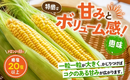 北海道産 とうもろこし 糖度20度以上 恵味 めぐみ 2L 10～12本 2026年7月下旬～8月下旬頃にお届け 先行受付 朝採り トウモロコシ スイート コーン  旬 夏 野菜 新鮮 産地直送 宮内農園 洞爺湖町