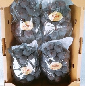 島田農園　ピオーネ2kg（3房～4房入り）【令和8年8月中旬頃発送！予約受付中】【A-78】