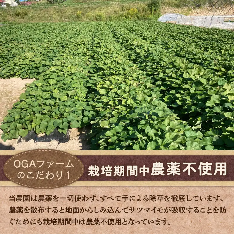 【予約：2026年10月下旬から順次発送】北の果てのサツマイモ ハロウィンスイート ※土付き ( 北海道 野菜 芋 さつま芋 さつまいも サツマイモ 期間限定 数量限定 )【133-0001-2026】