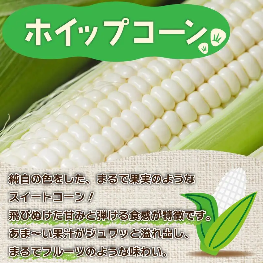 ＜先行予約＞北海道産 とうもろこし(ホイップコーン) Lサイズ 10本 【55250483】