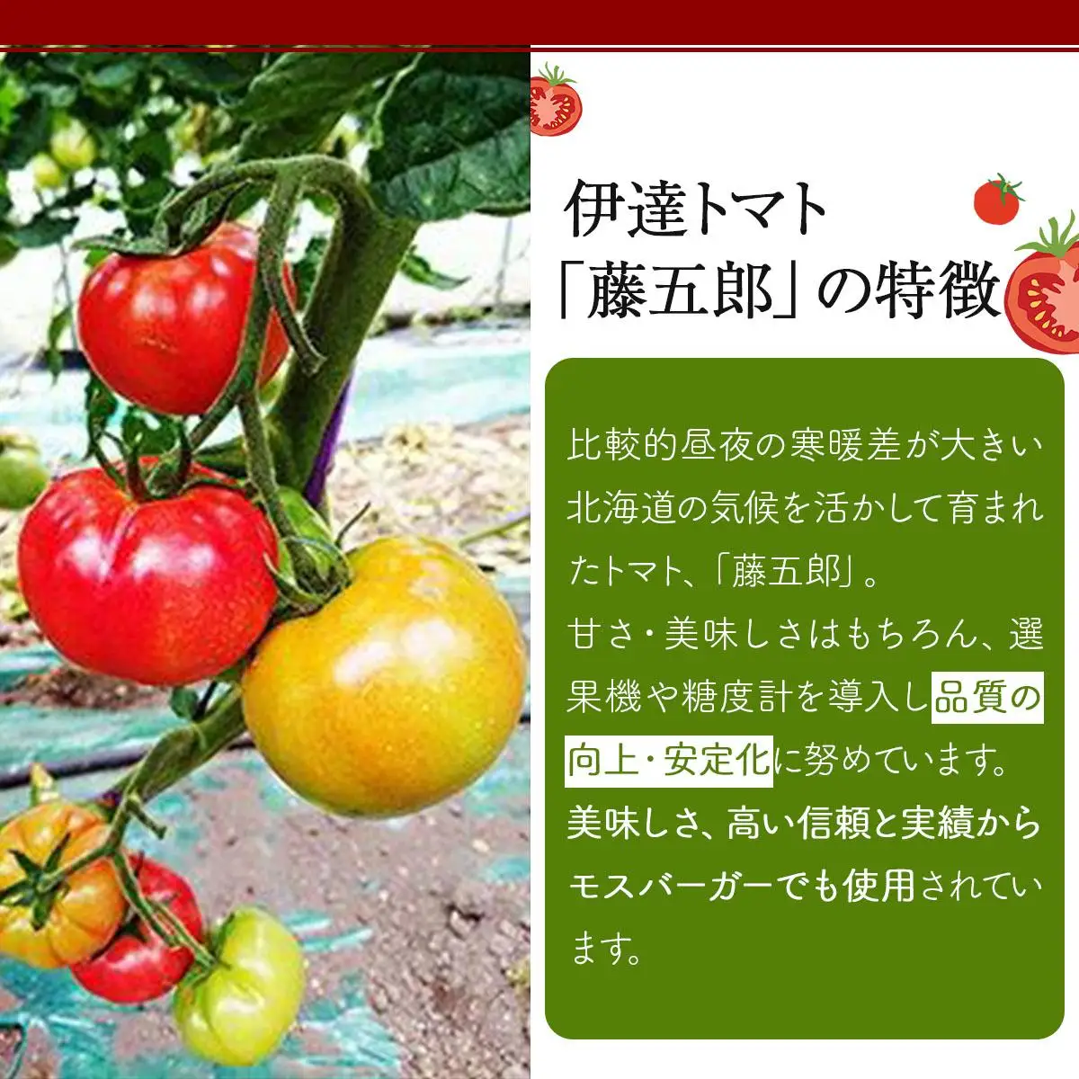 【2026年 発送 】 先行予約 北海道 伊達 トマト 藤五郎  約 40 玉 M ～ L サイズ とまと 新鮮 ジューシー 産地直送