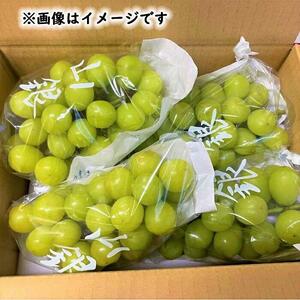 ぶどう シャインマスカット 約2kg 産地直送 ぶどう