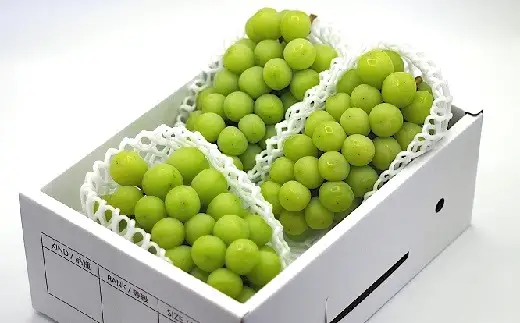 上山産・絶品シャインマスカット　１.８ｋｇ以上♪　0140-2609