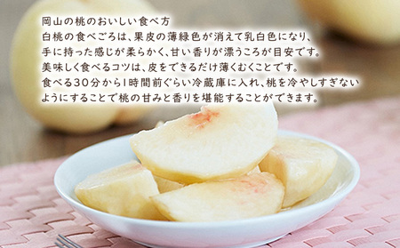 桃 【 2026年 先行予約 】 岡山県産 白皇 （ 白桃 ） 約2kg（6～7玉） 《2026年8月中旬～下旬頃出荷》 白桃 岡山 はくとう フルーツ 果物 先行予約 数量限定 期間限定 里庄町 モモ もも 