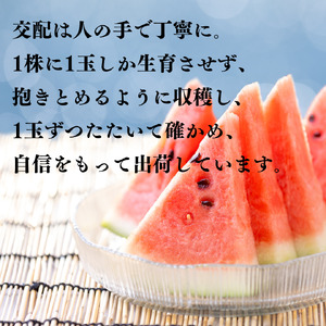 スイカ 3L 8kg とまり 美人 西瓜 | 17M