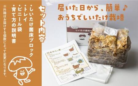 先行予約 菌床椎茸 栽培キット 3個セット | しいたけ 栽培キット GK001