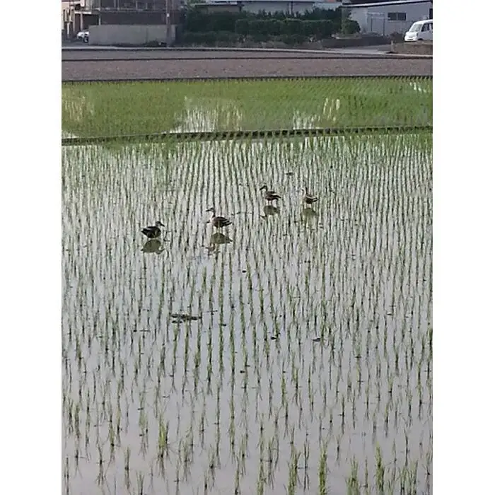 和歌山県産にこまる１0キロ（５キロ２袋）