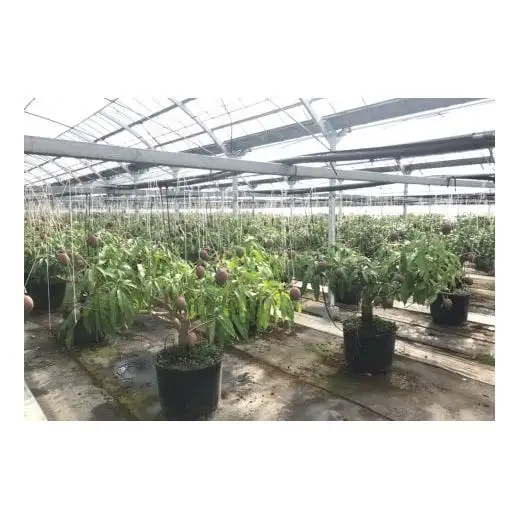 【先行予約】大玉　鉢植栽培 完熟マンゴー 4L×2個 宮崎県西都産 数量限定 サムライファーム 2026年発送＜24-3a＞