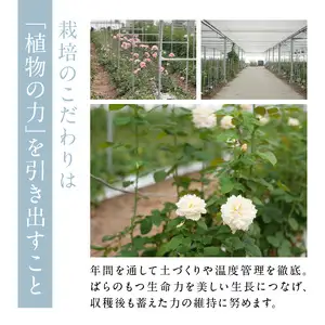 わばらの花束 30本定期便 ５回分 Rose Farm KEIJI  WABARA プレゼント 記念日  國枝啓司  AT-0020