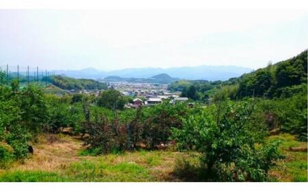 【先行予約】さぬき市の白桃 約2kg 7月発送 品種おまかせ【国産 もも 桃 白桃 白鳳 あかつき 清水白桃 なつおとめ 川中島白桃 まどか 黄金桃 西大母 飯田桃園 さぬき市】| 桃 桃 桃 桃 桃