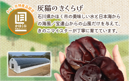 灰猫のきくらげカレー　１セット／１８０g５袋／レトルトカレー サンシャイン池崎 ねこ ネコ 保護猫