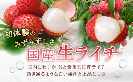 【先行予約】希少 完熟マンゴー＆生ライチセット / 宮崎県産 ライチ マンゴー【JA綾町】_A0114-2091