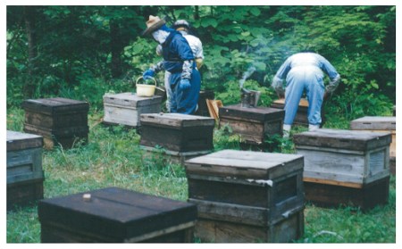 国産純粋蜂蜜（３００g×３本） ( ふるさと納税 はちみつ 純粋蜂蜜 国産 ハチミツ 天然 濃厚 セット 北海道 遠軽町 株式会社 花田産業 ) en01-00039