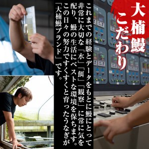 【数量限定】うなぎの大楠＜超特大＞4尾セット計760g以上(190g×4) うなぎ 鰻 ウナギ 4尾 国産 九州産 蒲焼き かばやき 冷凍 うな重 ひつまぶし タレ 山椒 真空パック ランキング 人気 c3-022