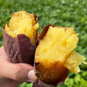 熟成さつまいも みーつ (ねっとり系) 3.0kg ｜ 紅はるか べにはるか 甘い ねっとり 熟成 国産 産地直送 スイーツ おやつ 焼き芋 焼芋 焼きいも スイートポテト 天ぷら 干し芋 ギフト お土産 おみやげ