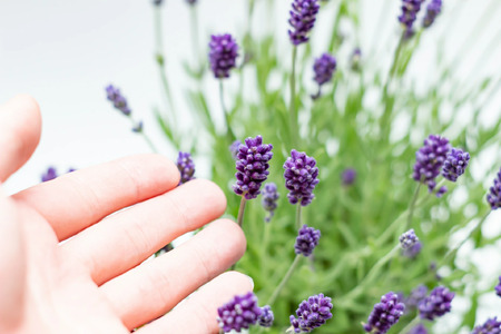 【母の日ギフト】 イングリッシュラベンダー5号 2026年5月から順次発送 母の日