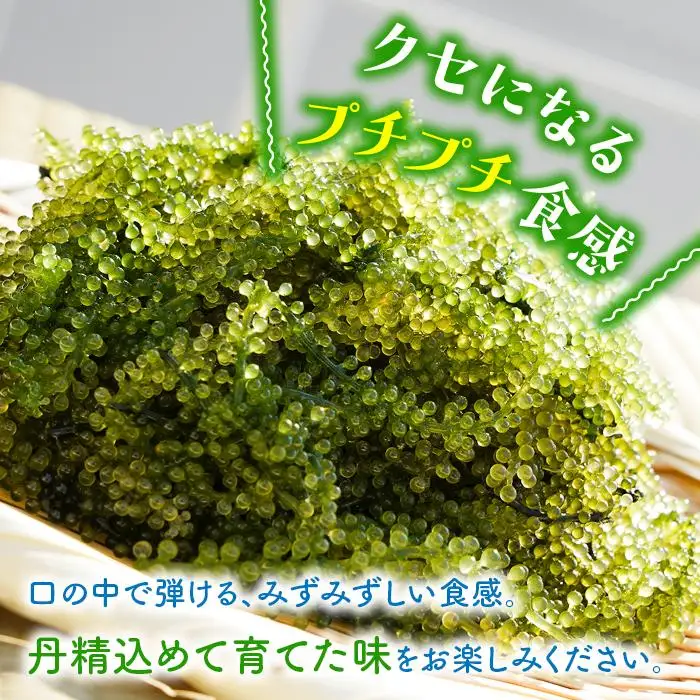 宮古島朝採れ海ぶどう（6パック）｜新鮮直送 プチプチ食感 沖縄土産（FL002）
