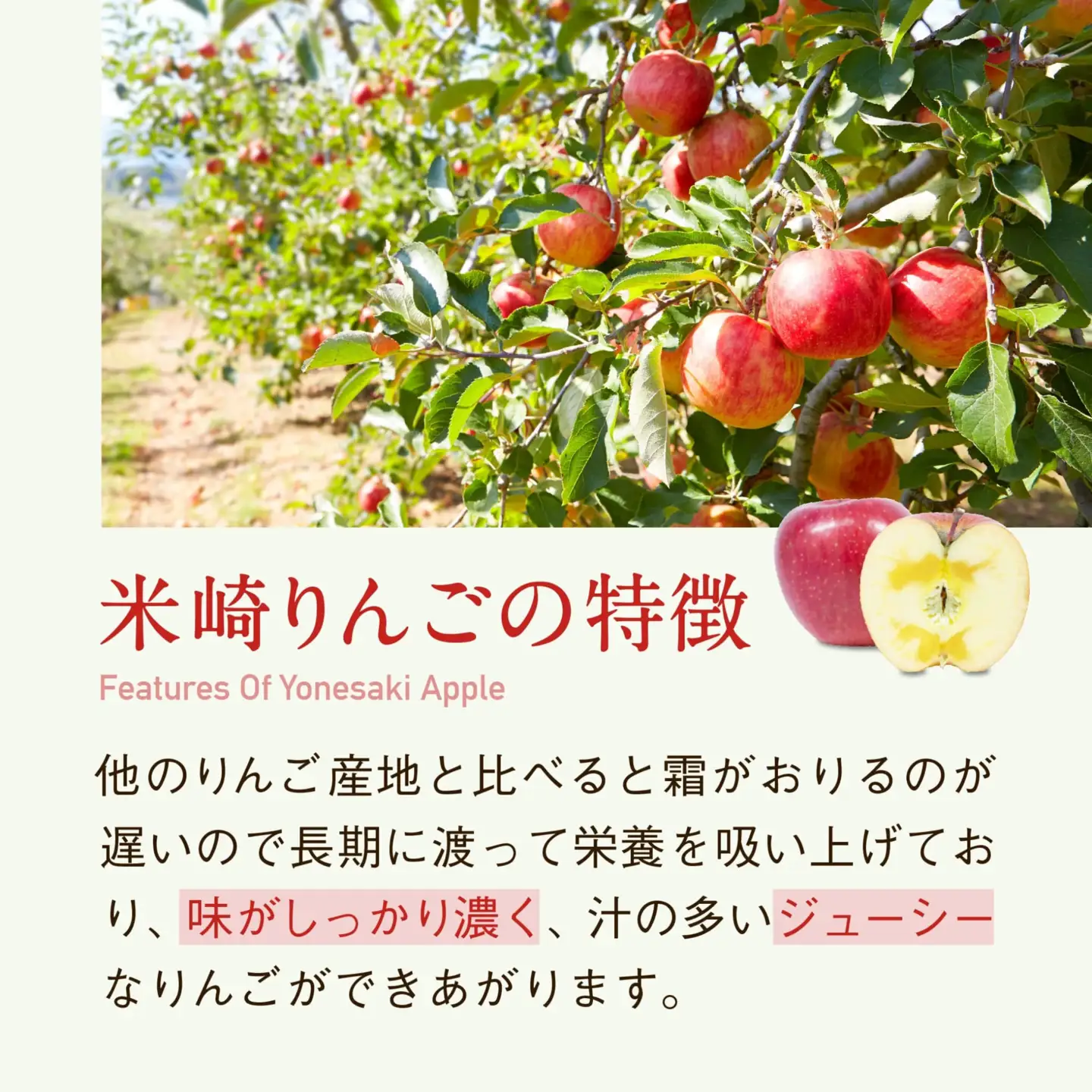 【2026年発送先行予約】りんご 米崎りんご 3kg 品種 サンふじ 産地直送 