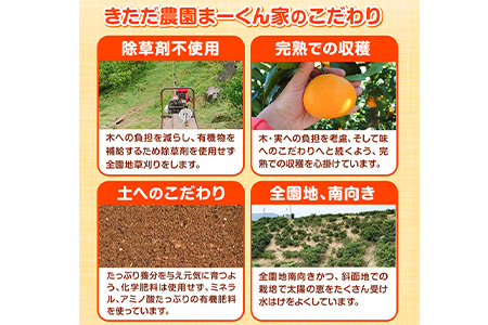 【訳あり】まーくん家のたねなし柿 約2kg かき 種なし きただ農園まーくん家 《2027年9月下旬-10月末頃出荷》 和歌山県 紀の川市