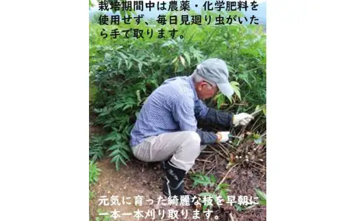 日本山人参（ヒュウガトウキ）粉末 本場大分県産 F09002