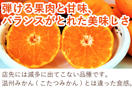 『先行予約』【令和9年1月下旬発送】浜王(はまおう) ハウス栽培 唐津産 3kg 口之津(くちのつ) 39号みかん フルーツ 果物 柑橘 かんきつ